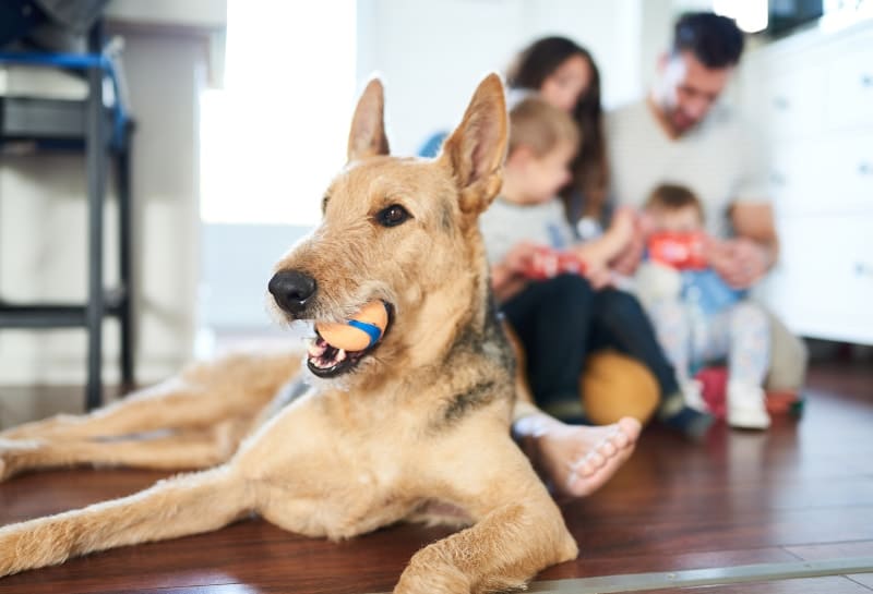 How Can You Protect Your Pets From Indoor Air Pollution in Apple Valley, CA?